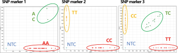 원산지 구분을 위한 SNP 지노타입핑 키트